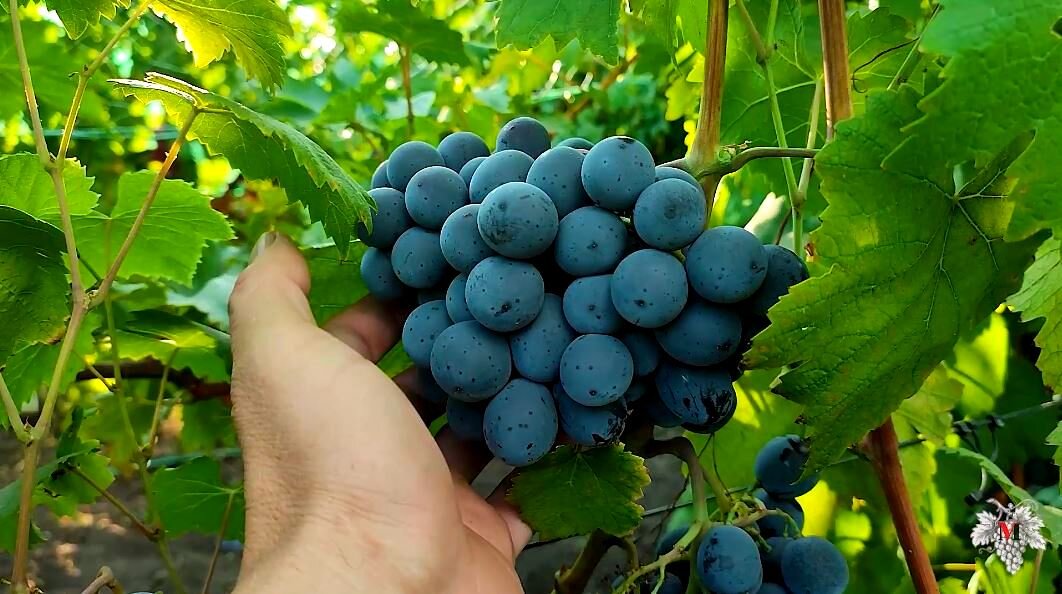Виноград шарада фото Виноград Шарада Grapes, Fruit, Food