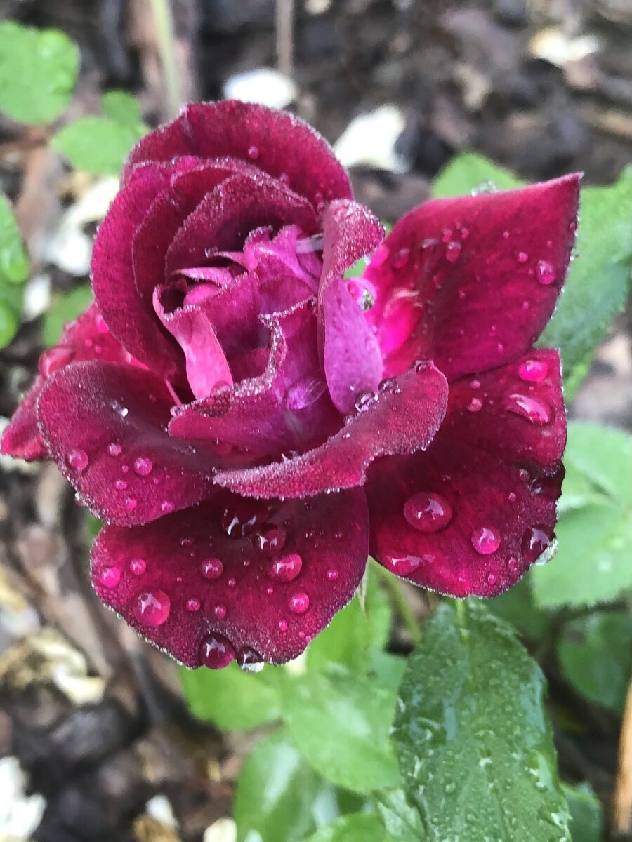 Манстед вуд после дождя.