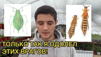 Трипс, тля, белокрылка не устоят от такой схемы борьбы с ними!