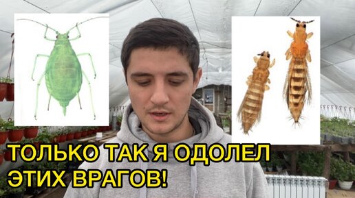 Video herunterladen: Трипс, тля, белокрылка не устоят от такой схемы борьбы с ними!