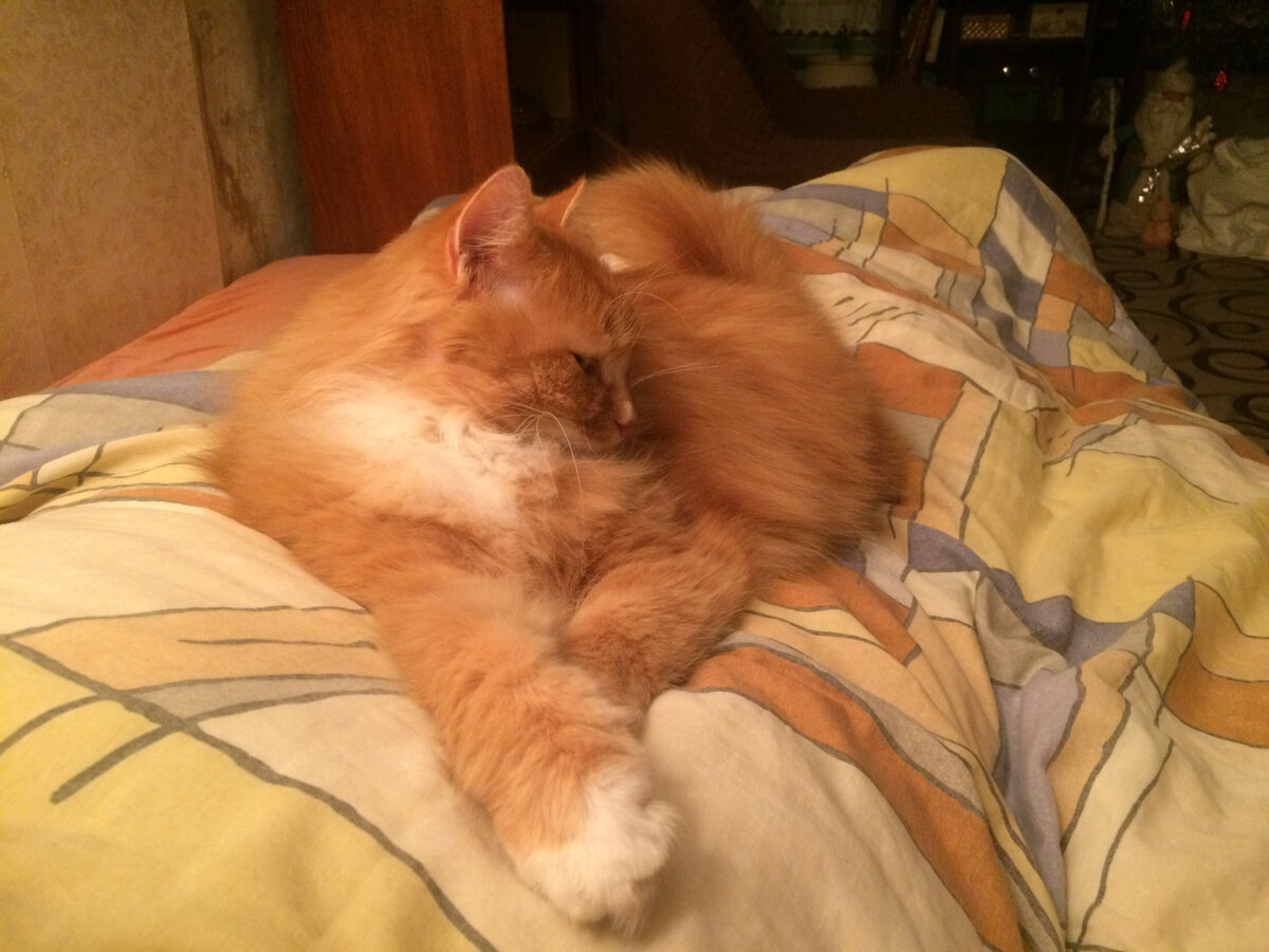 Развалился на мне. И не трогать! Фото автора