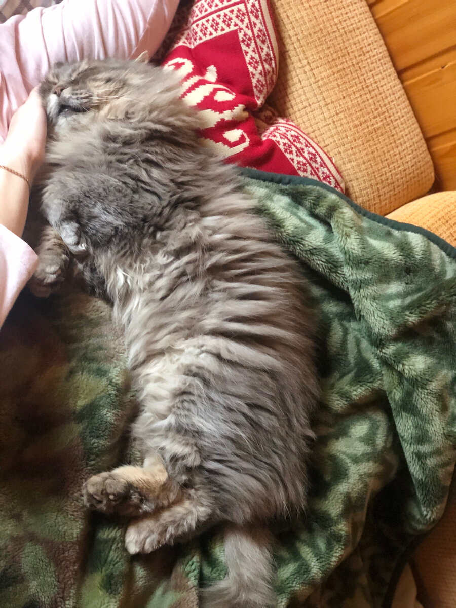 Правильная поза кота - лежу рядом с хозяйкой, на подушечке и меня еще гладят.