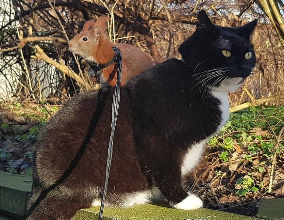 Тин-Тин родился и обрел новый дом в 2014 году