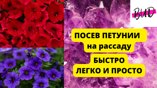 ПОСЕВ ПЕТУНИИ НА РАССАДУ В ДОМАШНИХ УСЛОВИЯХ! ПОЯВЛЕНИЕ ПЕРВЫХ ВСХОДОВ.