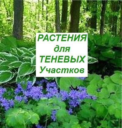 Что посадить в тени? - Растения хорошо растущие в тени