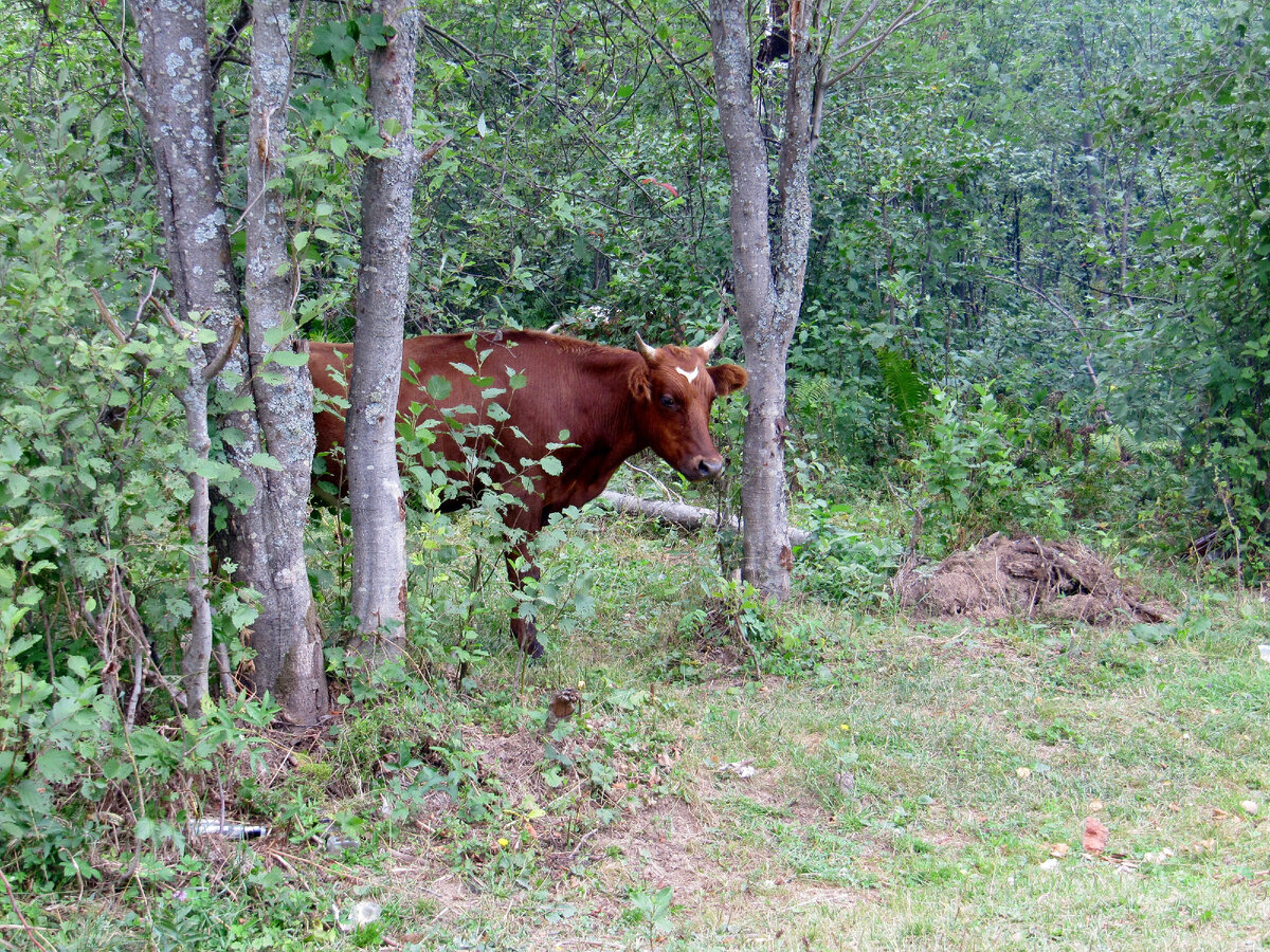яндекс картинки.