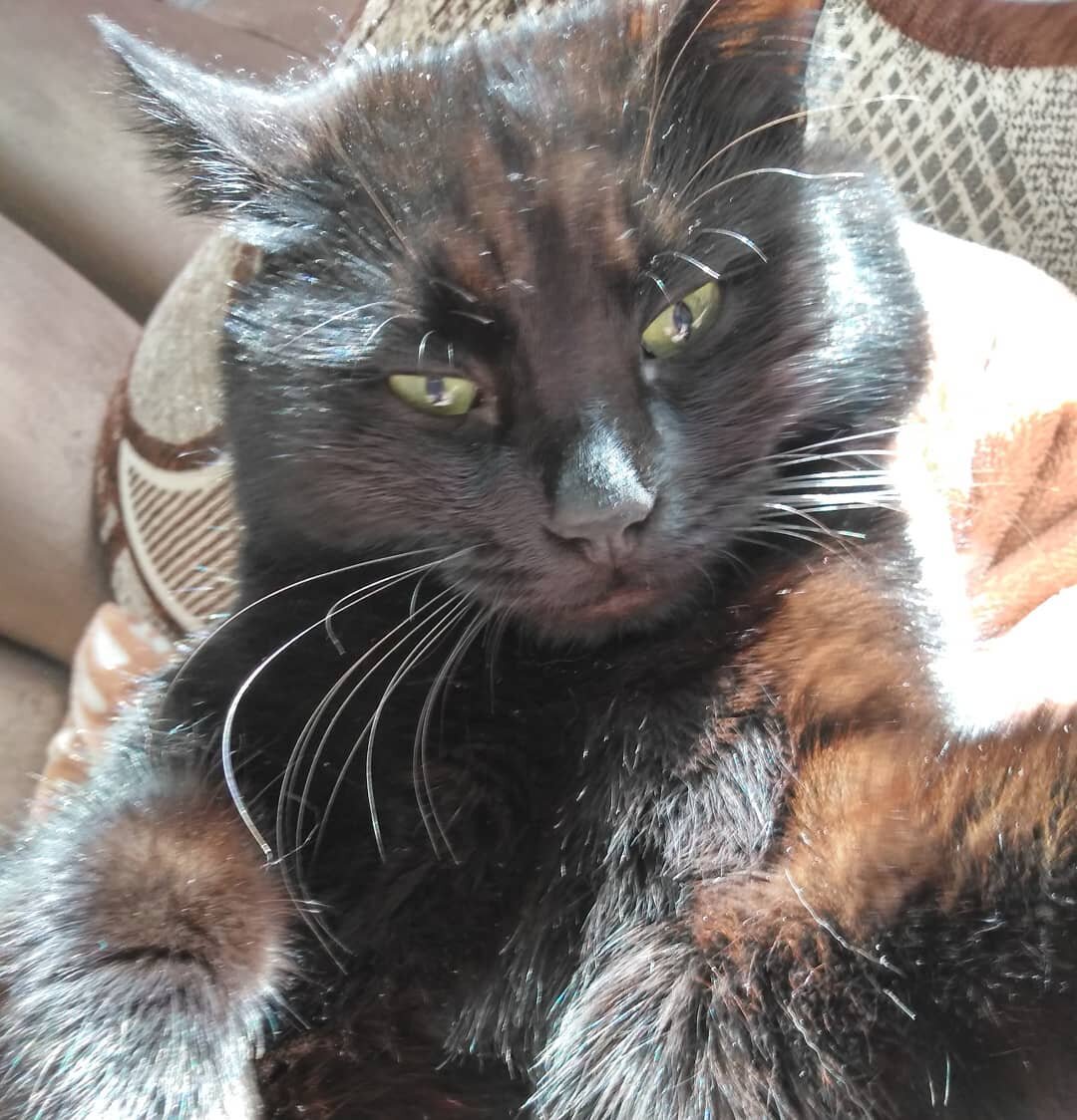 Мой Кусь на солнышке. Это только, когда он один, то кажется невинным созданием.