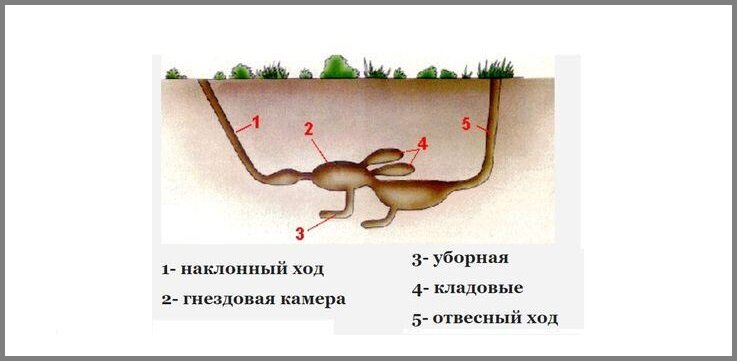 Схема подземных ходов крота