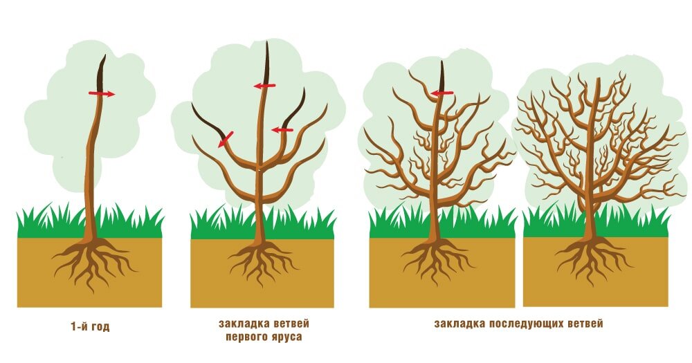 Основные задачи обрезки плодовых деревьев весной