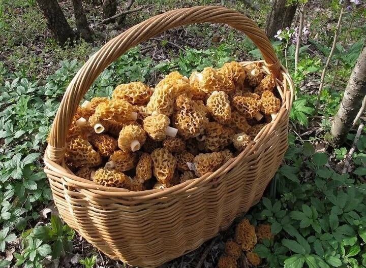 Гриб Сморчок. Фото: Юлия ШИРКОВЕЦ.