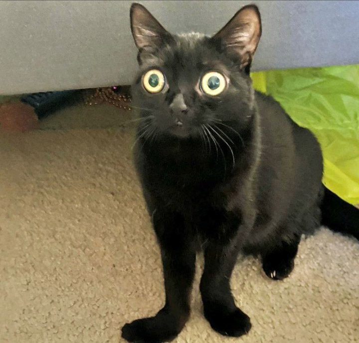 Чёрная кошка с огромными глазами и кривыми лапами, которая стала Мэром  Ада | Малдер расскажет | Дзен