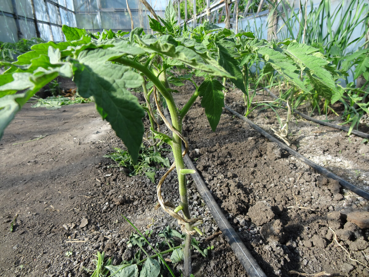 Томаты в теплицах.