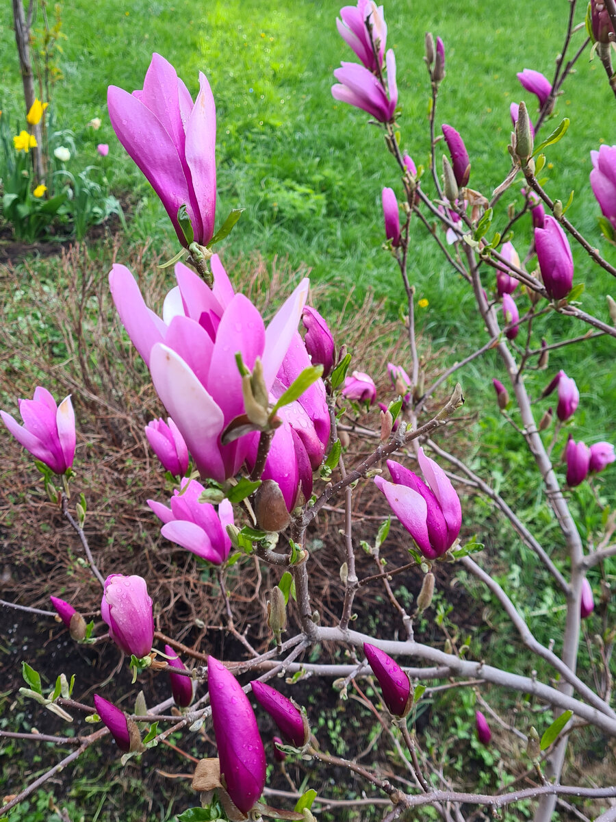 Магнолия в московском дворе. Фото автора.