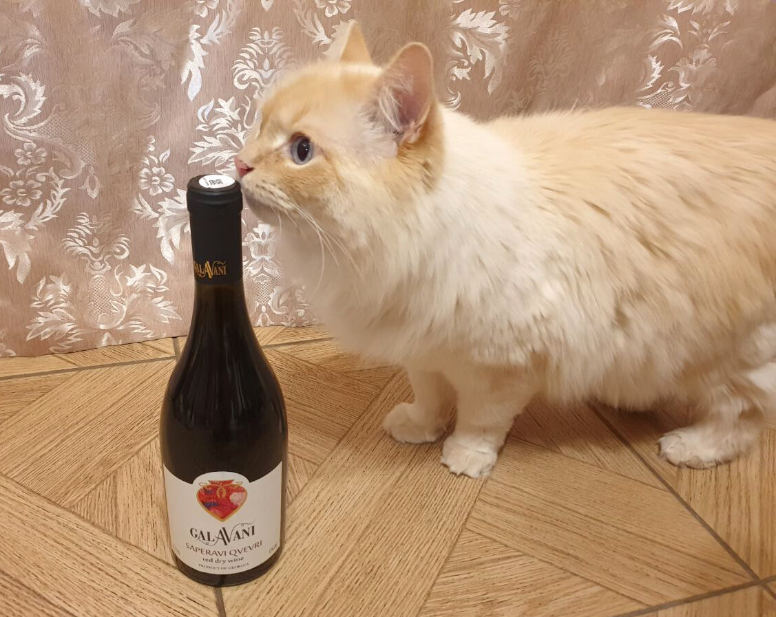 Котик и вино