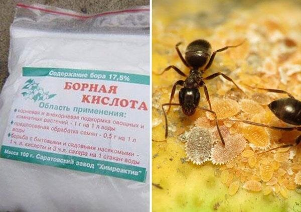 Делить дом с насекомыми — не очень приятная новость. В таких случаях успешно применяется борная кислота от муравьев. Низкая стоимость и простота приготовления отравы сделали ядохимикат самым распространяемым средством для уничтожения назойливых вредителей. Его смело используют в жилых помещениях, поскольку химическое вещество безопасно для человека. Оно настолько эффективно, что многие уже отказались от всех остальных препаратов.