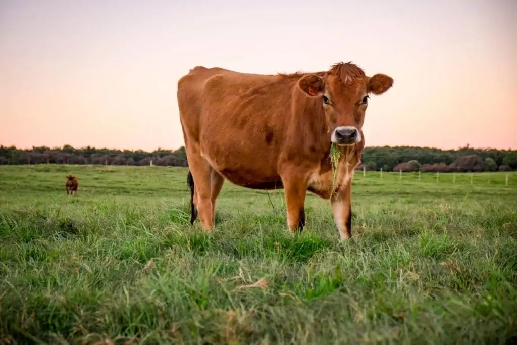 Чтобы расширить горизонты своего приусадебного участка, стоит попробовать разводить молочных коров. Коровы будут обеспечивать вас и вашу семью домашним молоком и молочными продуктами.-2