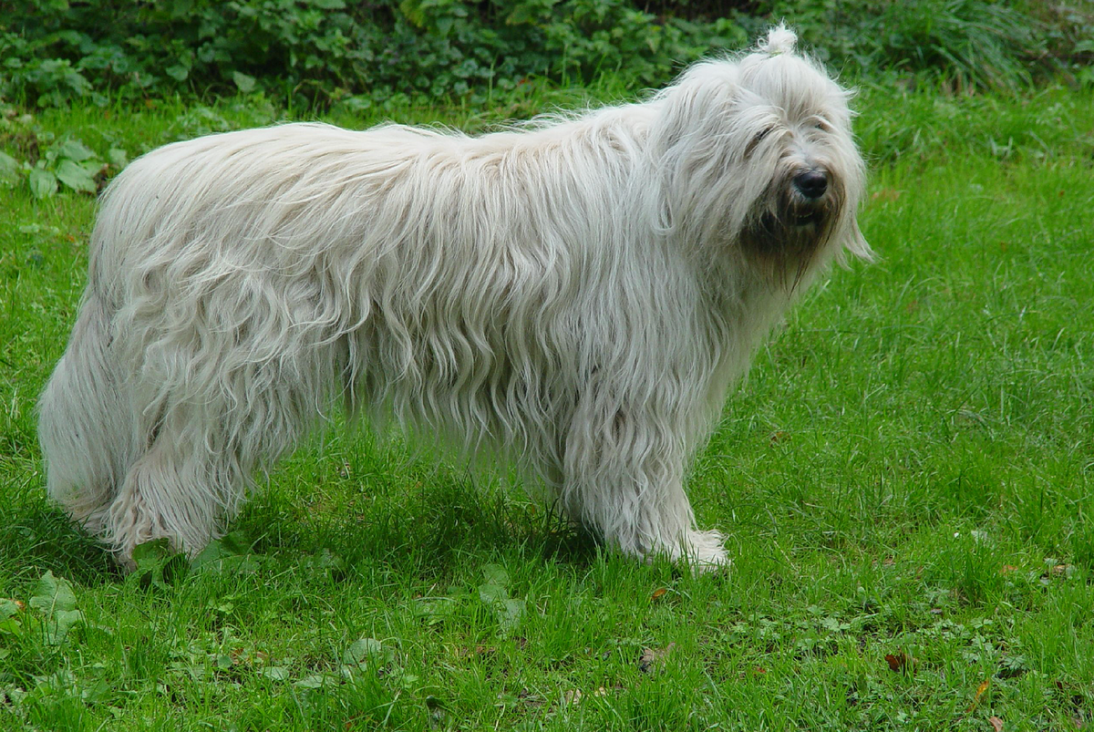 Характеристики породы