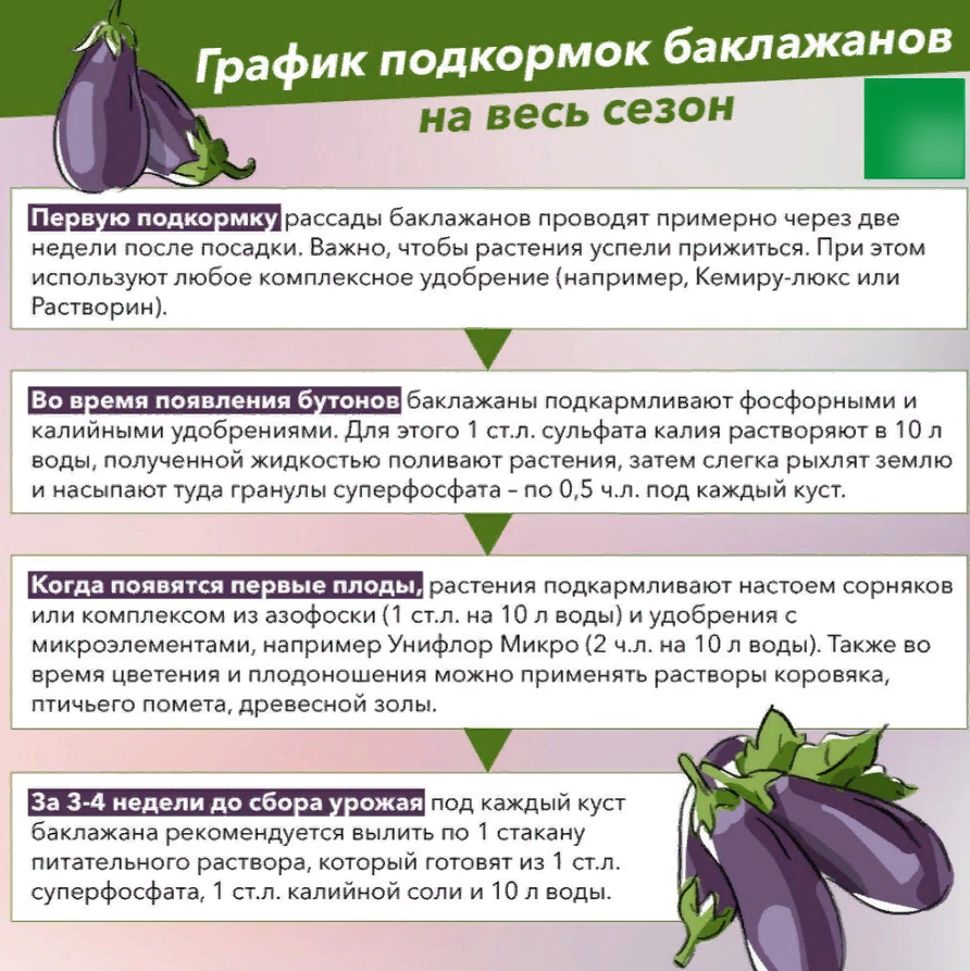 Подкормка баклажан во время цветения. Таблица подкормки рассады баклажанов. Таблица подкормки баклажан в теплице. Схема подкормки рассады баклажан. Удобрение рассады баклажан