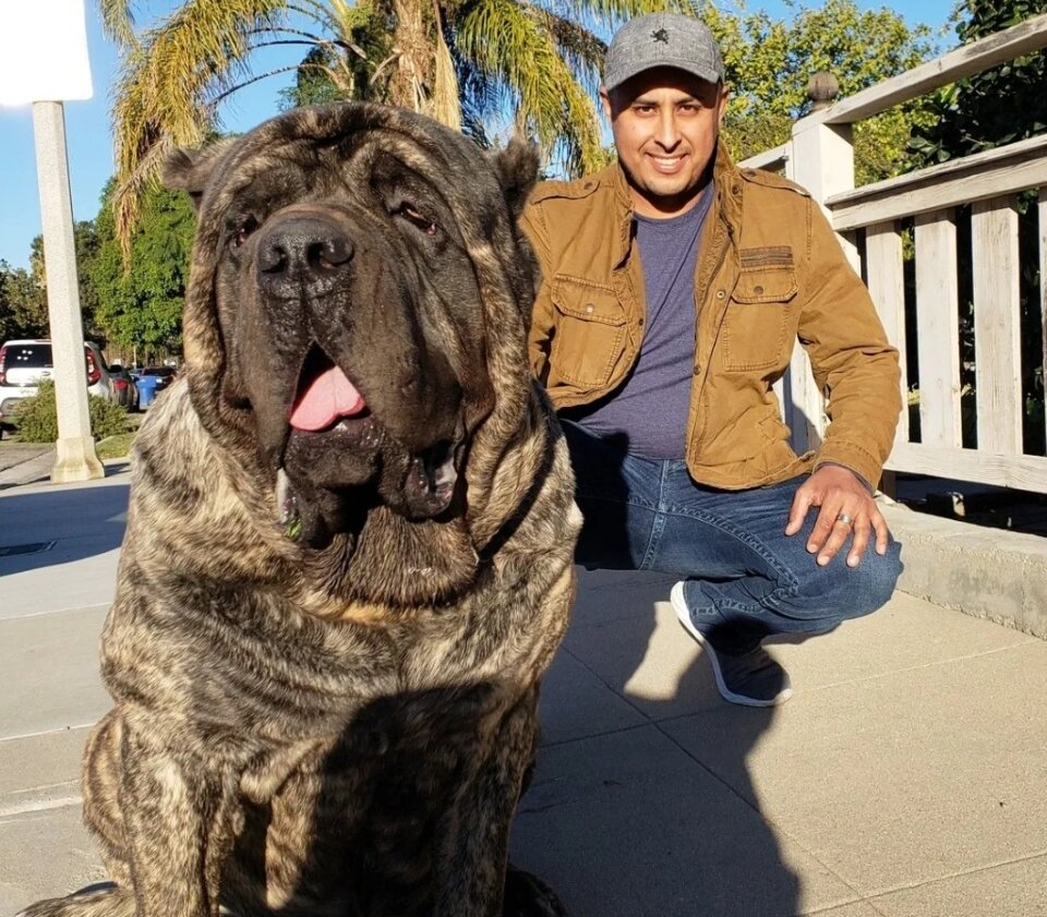 Представитель возрождённый породы может гордиться своими корнями