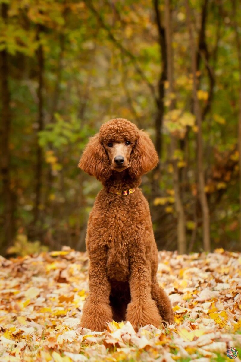 Пока я пудель.