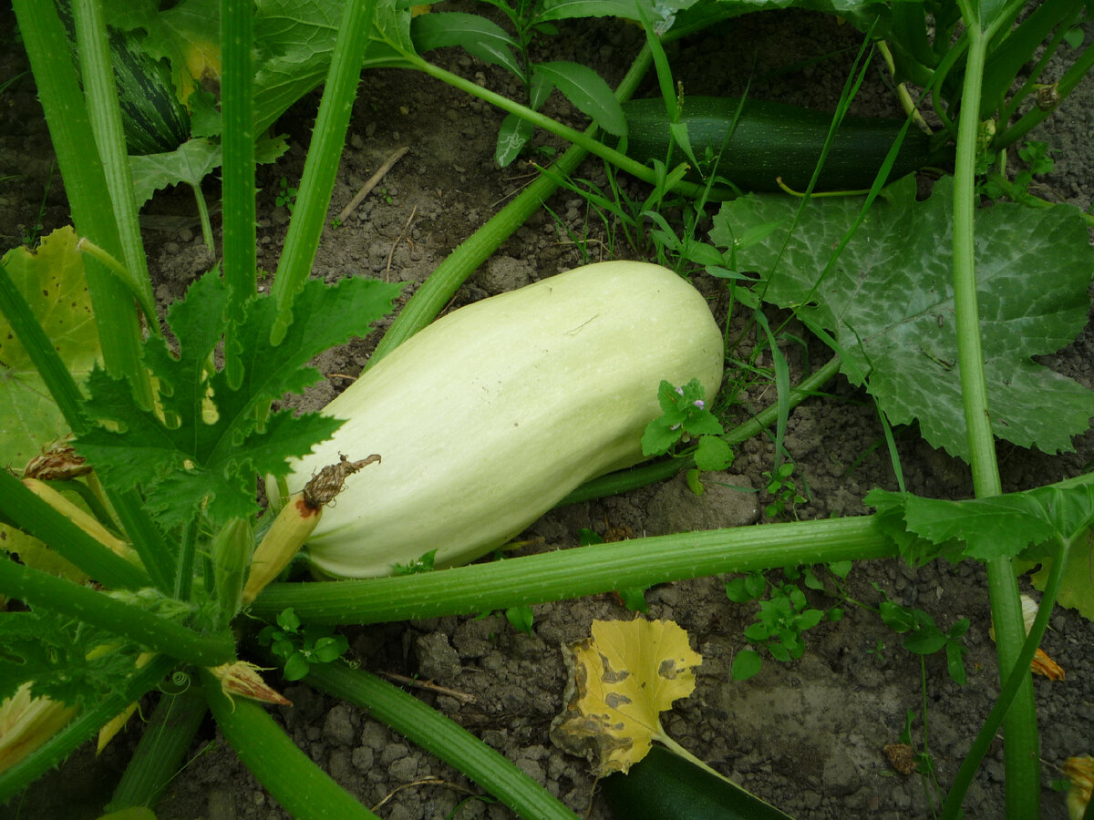 Искандер F1 
Плоды при перерастании не теряют своего нежного вкуса.

Ранний высокоурожайный гибрид. В плодоношение вступает через 40 - 45 дней после появления всходов. Растение кустовое, компактное. Плоды цилиндрические, средней длины, светло - зеленый. Масса 0,7 кг. Мякоть плотная, нежная.