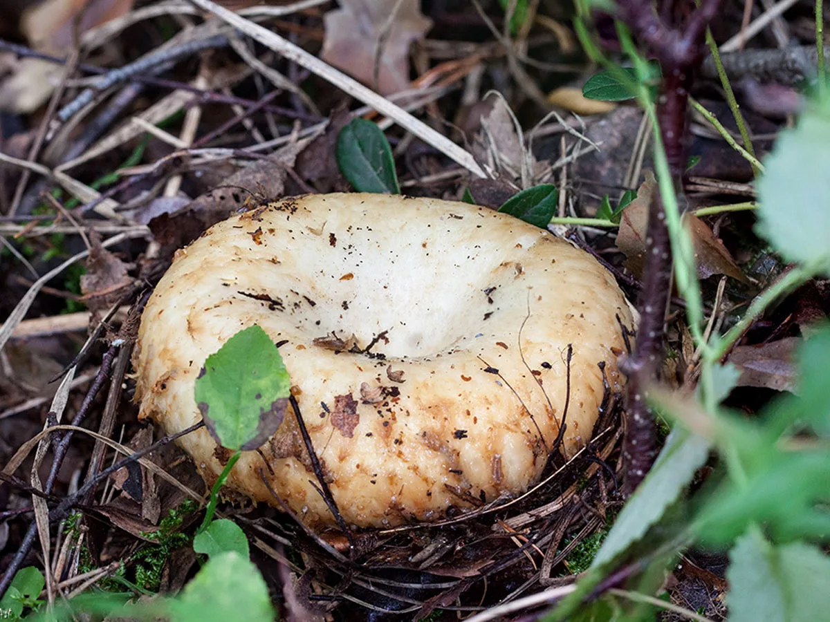 Грузди фото. Королевский груздь. Груздь настоящий грибы. Подгруздок белый сухой груздь. Груздь белый Сибирский.