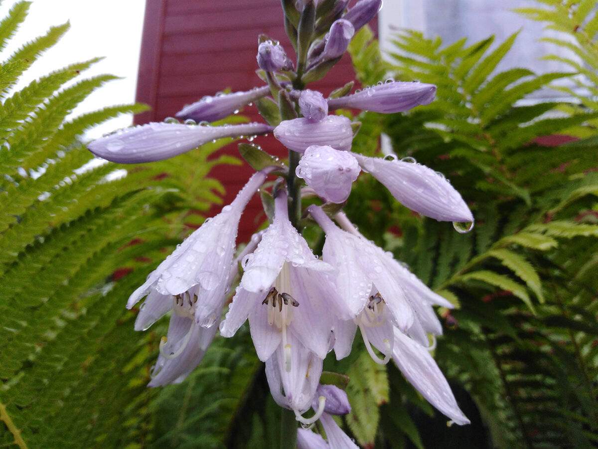 Начала цветение последняя цветущая из моих хост
