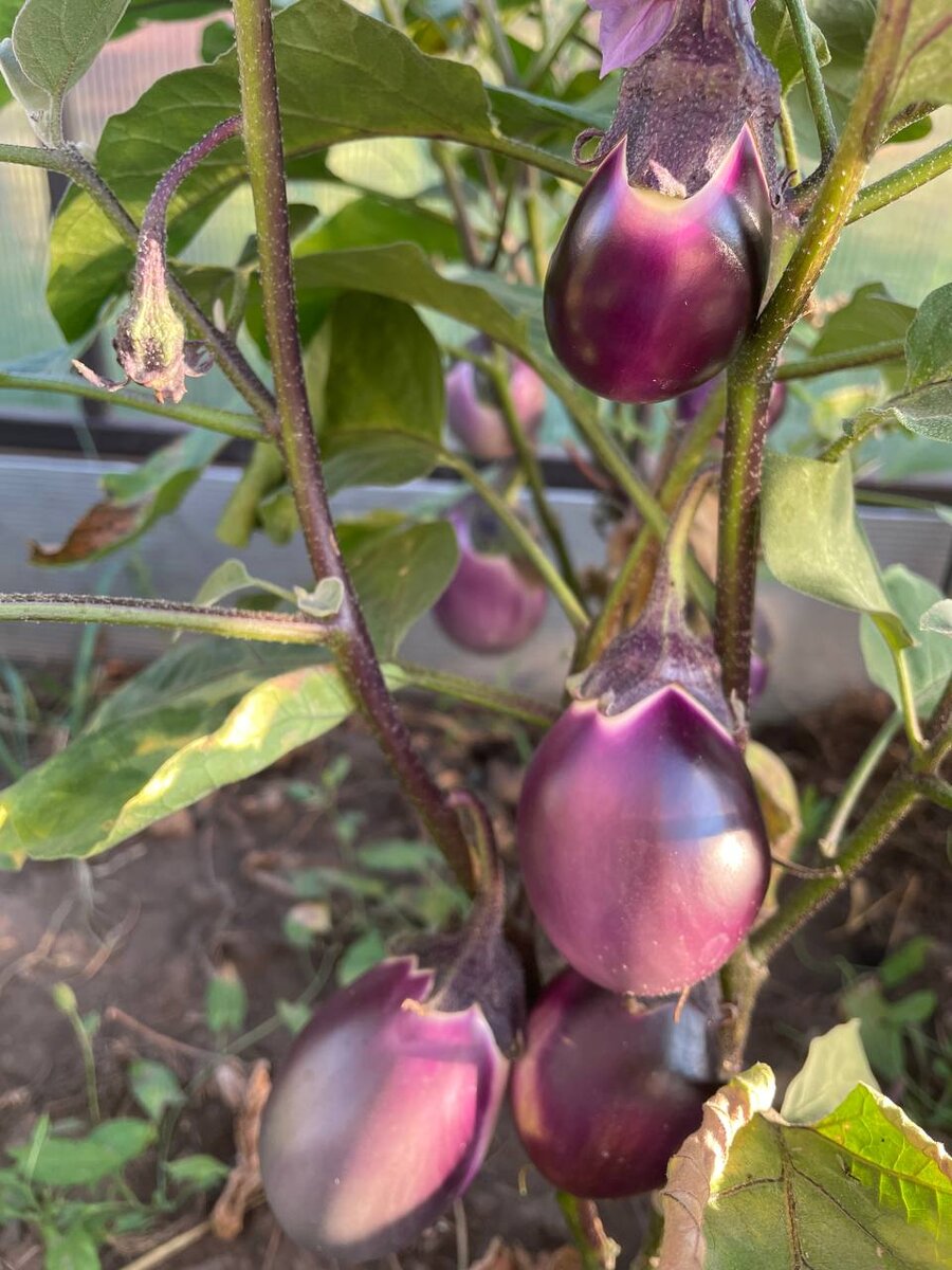 Тепличные баклажаны