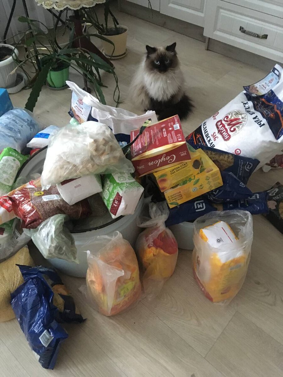 Мурчик охраняет