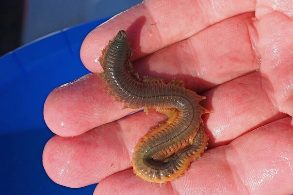 Фото из интернета 