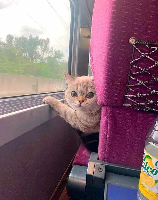 В связи со слухами о приходе в "Локомотив" главным тренером Сергея Юрана, позабавил данный мем. Он так и называется: "Журналисты застали Юрана на переговорах в офисе "Локомотива")