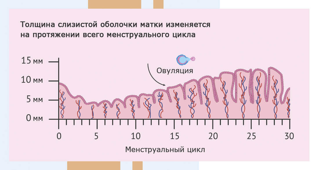 Эти преобразования происходят в матке каждый менструальный цикл