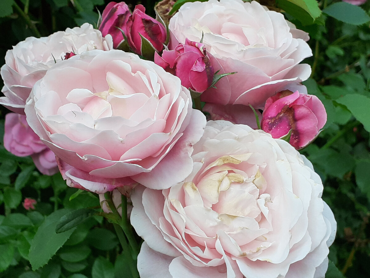 Роза Soeur Emmanuelle 