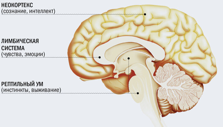 Устройство головного мозга человека