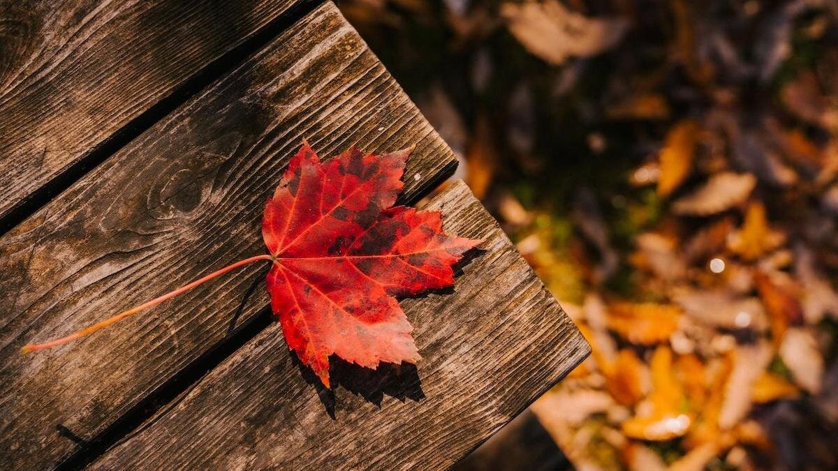    Красный кленовый лист на скамейке:pexels.com