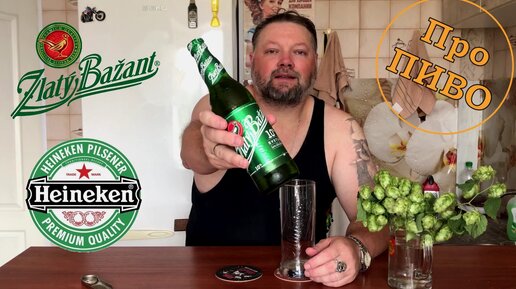 Про ПИВО: Heineken - Zlatý Bažant