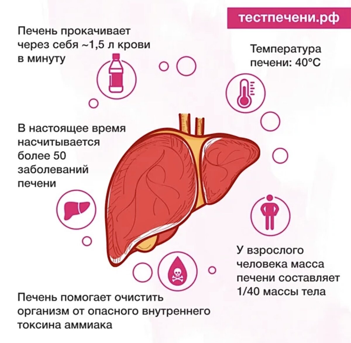 Исследование печени осмотр. Как проверить работу печени. Какие анализы надо сдать для проверки печени. Цирроз печени обследование. Показатели анализа крови на печеночную пробу в норме.