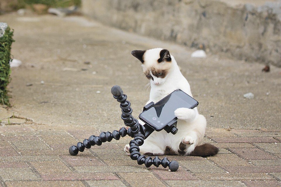     «И как же я забыла, покупая смартфон, что у меня лапки?!» Автор Кениши Моринага - номинация «Почетное упоминание». Фото: Сomedy Pet Photo Awards 2022
