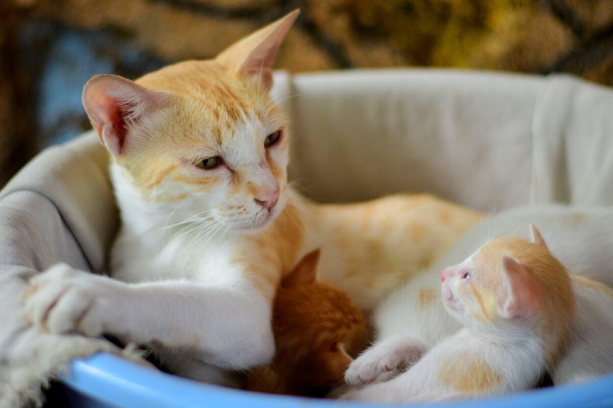 Почему кошки передними лапами топчутся на человеке: 5 причин