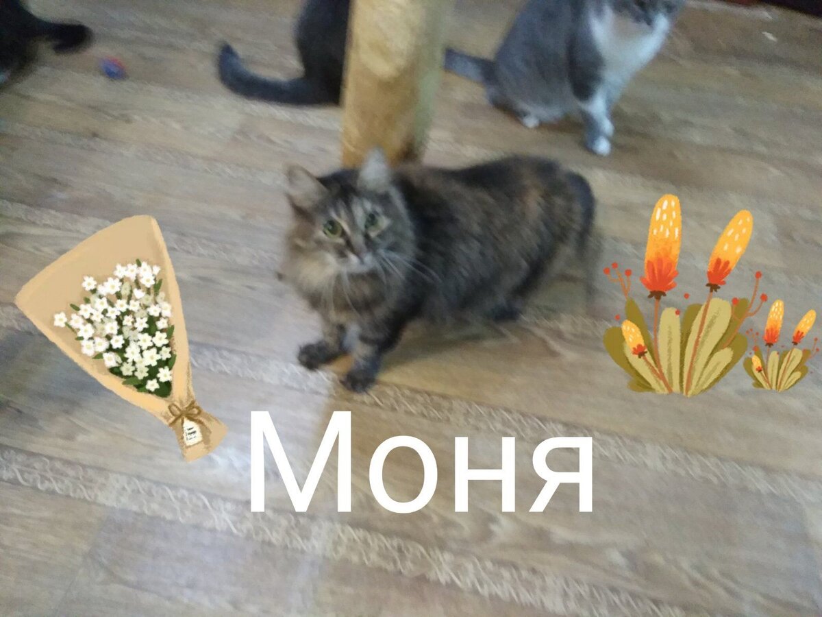 Ивент с котиками. Кошки Михалыча. Ивент с котами ХСР