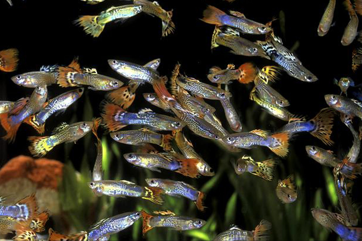 Кто рассыпал фантики в воде?