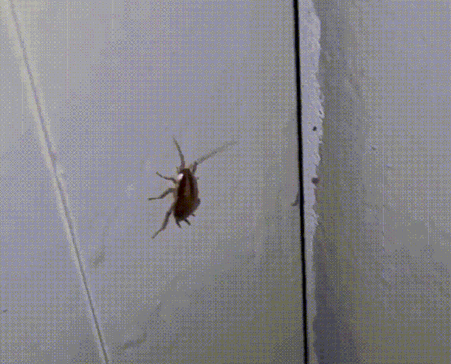   Таракан из корпуса 301