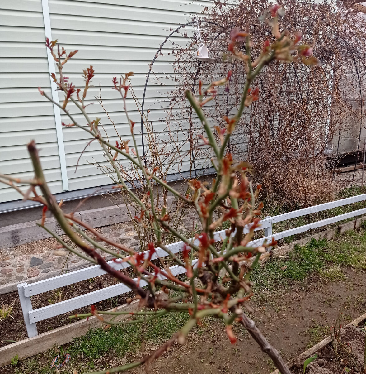 1 мая 2022. Розу на штамбе поднимаю в вертикальное положение