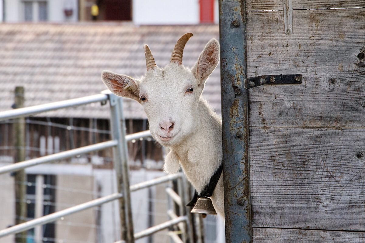 Как общаются между собой козы: 8 интересных фактов об иерархии домашних  парнокопытных | Приключения натуралиста | Дзен