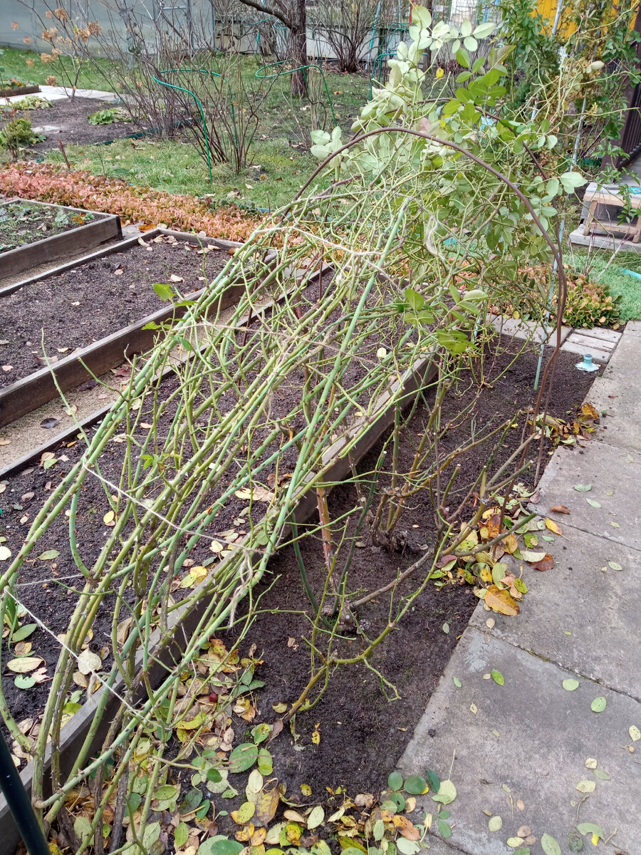 Плети связаны, роза немного наклонена и прижата высокими дугами. Часть листьев на концах побегов оставлена. 