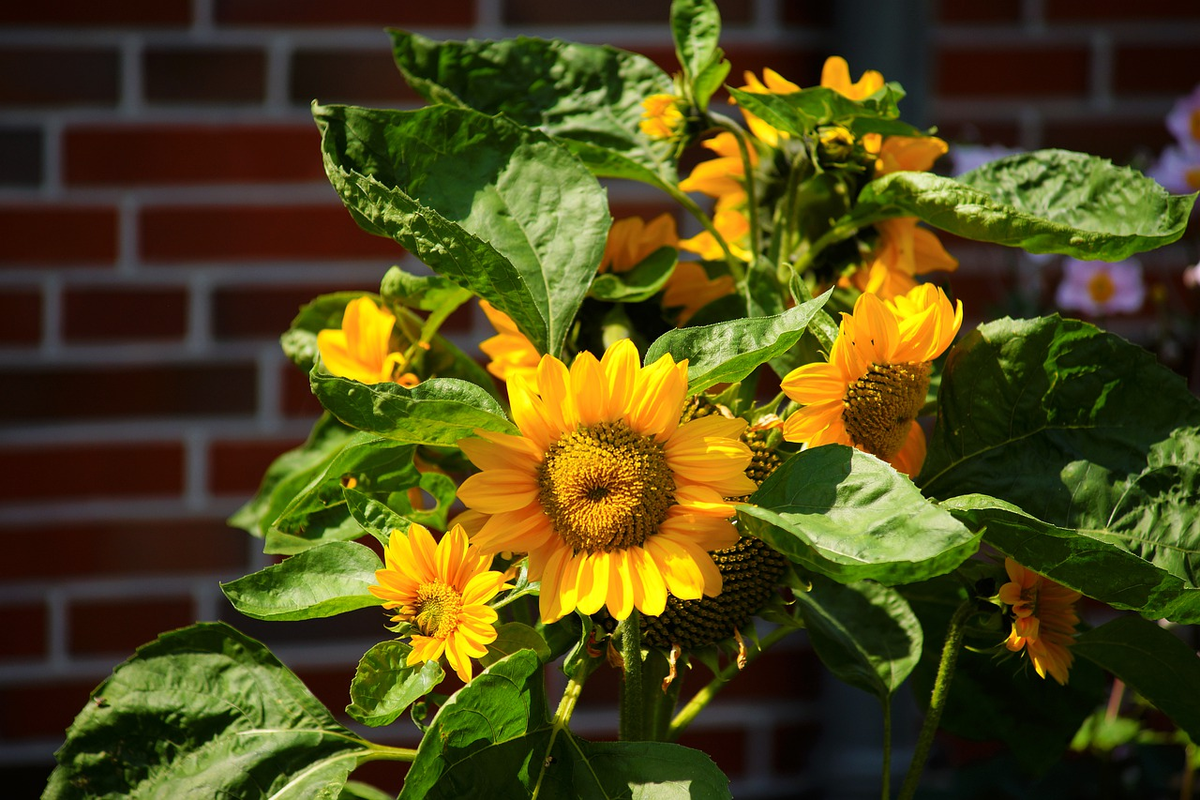 подсолнечник в саду. подсолнухи в саду. сады бутчартов британская колумбия канада. декоративные подсолнухи в саду. подсолнечник однолетний бамбино.