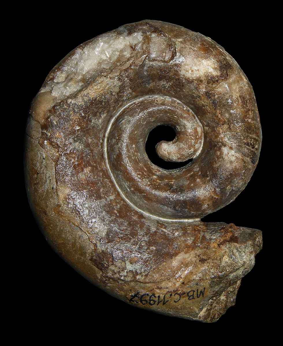 Estonioceras decheni