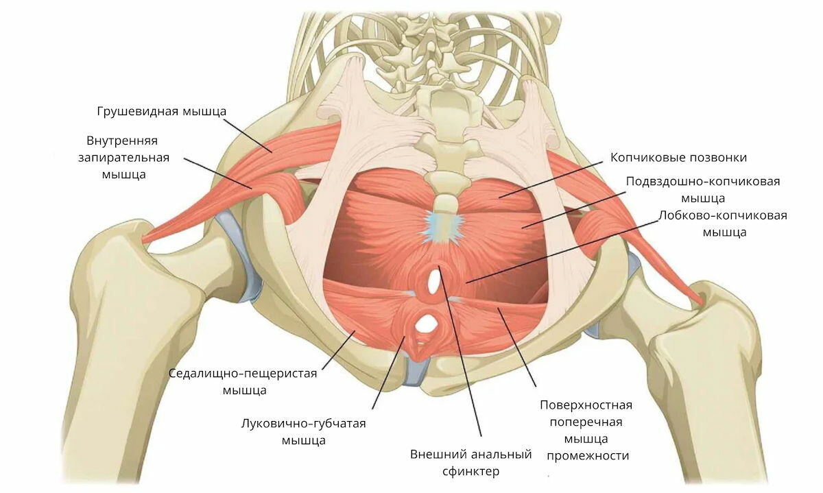 Мышцы тазового дна у женщин фото схема анатомия