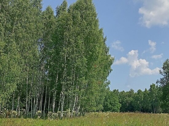     Фото из аккаунта "Русский лес" ВКонтакте