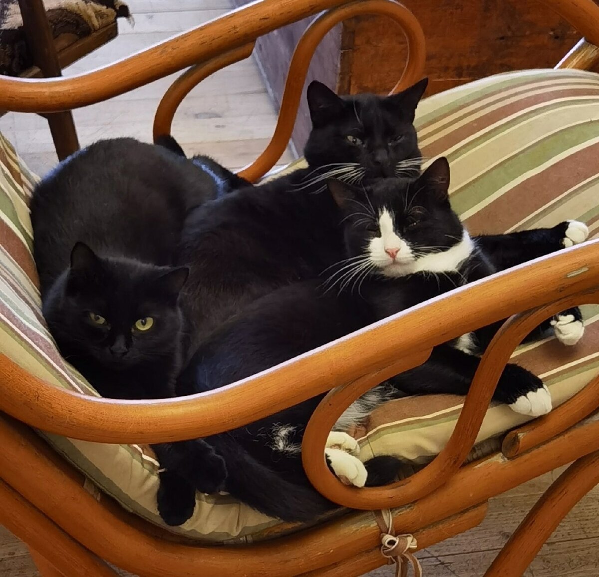 Мои любимые коллеги: Бася, Феликс и Фунтик